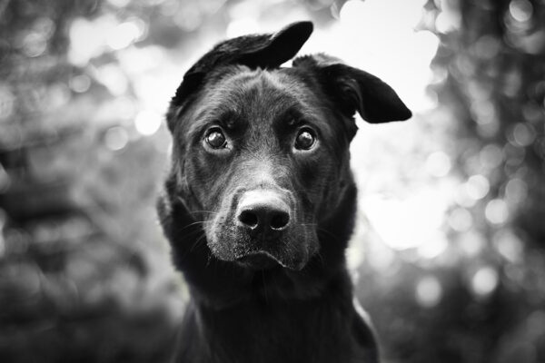 BNB USDT Chart – Live BNBUSDT Price Chart & Analysis